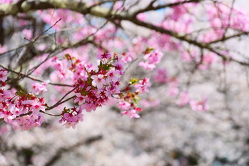 観音寺川の桜並木。猪苗代、福島、日本。4月下旬。