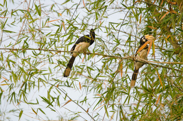 Oriental pied hornbills Anthracoceros albirostris albirorstris. Male to the left and female to the right. Cat Tien National Park. Vietnam. © Víctor
