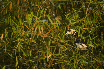 Male oriental pied hornbill Anthracoceros albirostris albirorstris. Cat Tien National Park. Vietnam. © Víctor