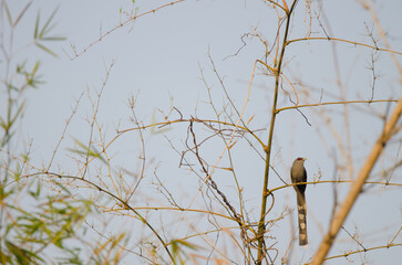 Green-billed malkoha Phaenicophaeus tristis. Cat Tien National Park. Vietnam.