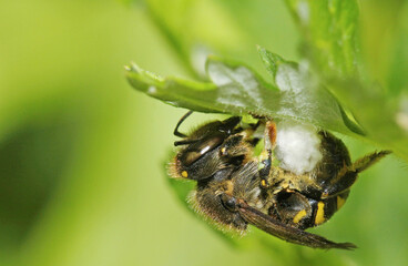  European wool carder bee (Anthidium manicatum). 