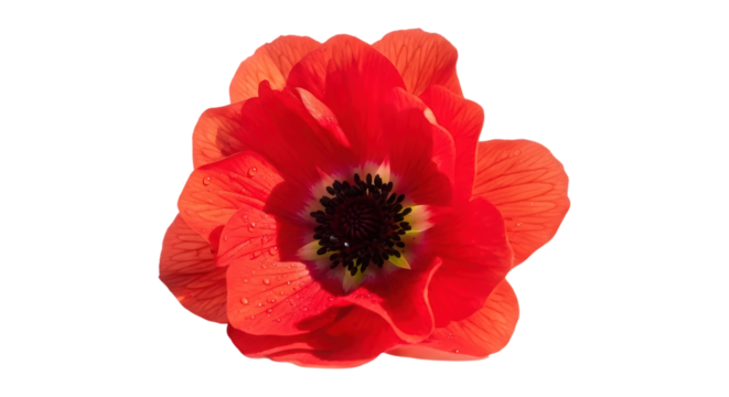 Vibrant Red Anemone Flower Close Up on Transparent Background