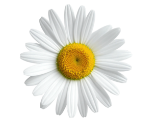 Close-up of a white daisy with a yellow center (1)