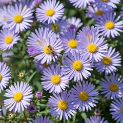 Fototapeta premium Bee pollinating purple aster flowers in bloom nature garden macro photography sunny day vibrant scene