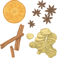 Hand Drawing Painting of Dried Orange Clove Ginger and Cinnamon Botanical Illustration