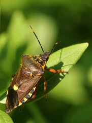 Forest Bug, also known as the Red-legged Shieldbug (Pentatoma rufipes). 