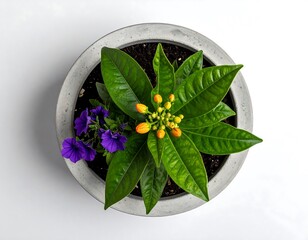 Potted Plant with Yellow Flowers and Purple Petunias.
