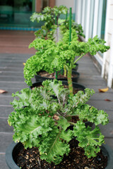 Closeup of curly Kale growing in the vegetables garden.