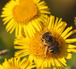 female Fleabane Longhorn bee, Tetraloniella alticincta, gathering pollen from a yellow flower. 