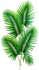 Naklejka premium Lush green palm fronds, vibrant and detailed, against a white background; illustrating tropical foliage