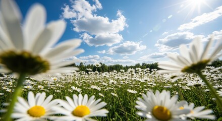 Vast Field of White Daisies Under a Bright Blue Sunny Sky