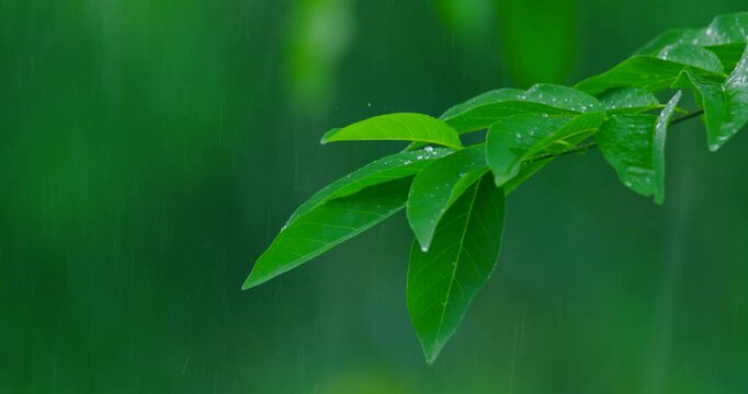 green leaf with water drops