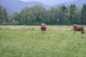 Fototapeta premium Cows grazing in a lush green field surrounded by trees in a tranquil rural setting