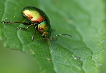 bug on leaf - Dead-nettle Leaf Beetle, scientifically known as Chrysolina fastuosa. 