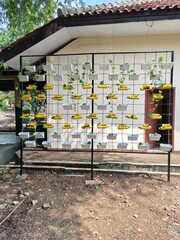 background of vertical garden with white and yellow pots