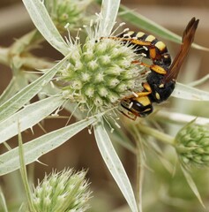 European beewolf, also known as Philanthus triangulum. This large, solitary wasp is characterized by its bold yellow and black markings, and in females, brownish markings on the head behind the eyes. 