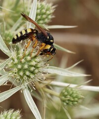 European beewolf, also known as Philanthus triangulum. This large, solitary wasp is characterized by its bold yellow and black markings, and in females, brownish markings on the head behind the eyes. 