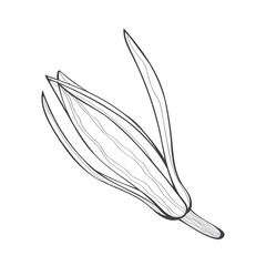 Magnolia flowers drawing with line-art