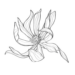 Magnolia flowers drawing with line-art