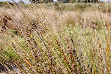 close up of wetland grasses in swamp