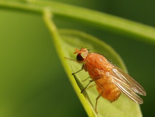  Orange Muscid Fly, scientifically known as Phaonia pallida. 