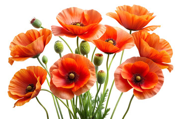 Obraz premium Vibrant Orange Poppy Flowers Bouquet Isolated on Transparent Background