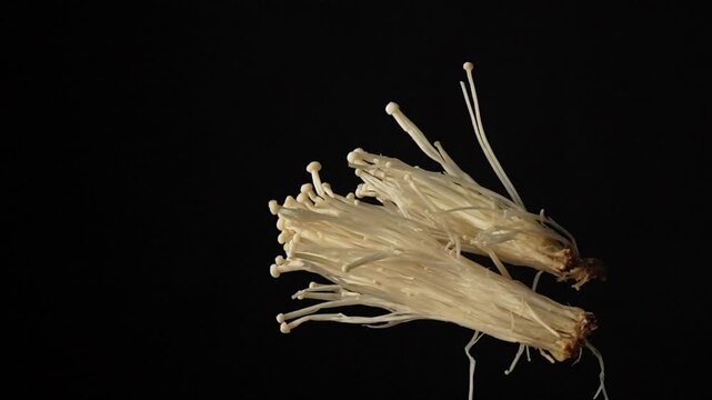 Slow motion shot of fresh enoki mushrooms falling and bouncing towards camera on black background. Premium Japanese ingredient footage perfect for Asian cuisine content.