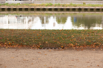 Tall green nettle growing at the edge of a river.
