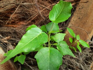 Ficus religiosa plant grows from the fibrous trunk of a palm tree. Its new growth emerges from the...
