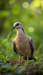 Elegant Dove Standing on Brown Soil in Lush Green Garden