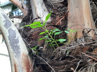 Ficus religiosa plant grows from the fibrous trunk of a palm tree. Its new growth emerges from the textured, brown bark, giving the impression of life in an unexpected place.
