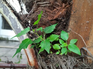 Ficus religiosa plant grows from the fibrous trunk of a palm tree. Its new growth emerges from the textured, brown bark, giving the impression of life in an unexpected place.
