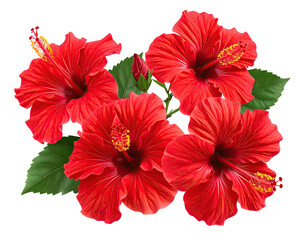 Close-up of vibrant red hibiscus blossoms with green leaves, isolated on black