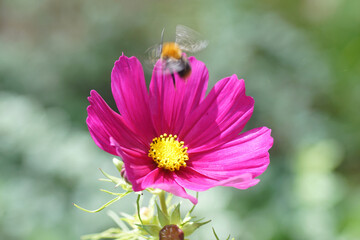 Purple flower of garden cosmos or Mexican aster (Cosmos bipinnatus). Blurred flying Common carder bee (Bombus pascuorum). September, Netherlands