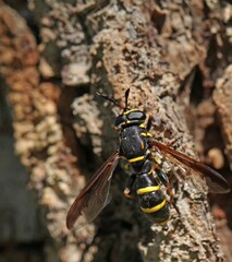  Leucospis wasp, likely Leucospis dorsigera, a species belonging to the family Leucospidae. 