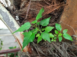 Ficus religiosa plant grows from the fibrous trunk of a palm tree. Its new growth emerges from the textured, brown bark, giving the impression of life in an unexpected place.
