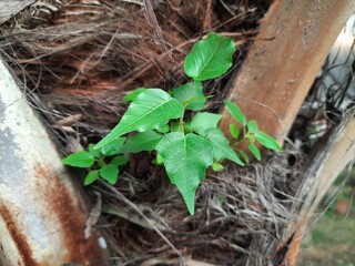 Ficus religiosa plant grows from the fibrous trunk of a palm tree. Its new growth emerges from the textured, brown bark, giving the impression of life in an unexpected place.
