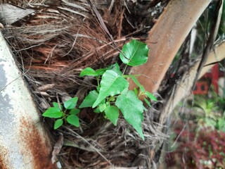Ficus religiosa plant grows from the fibrous trunk of a palm tree. Its new growth emerges from the textured, brown bark, giving the impression of life in an unexpected place.
