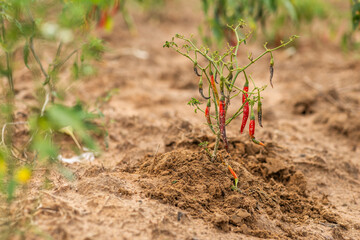 Agriculture in Africa, red chilli pepper plant on a farm.