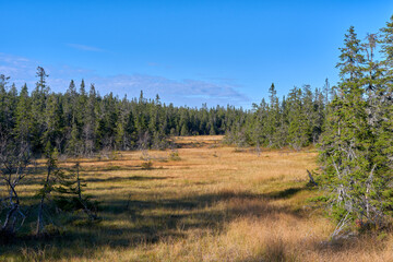 Eslemyra Marshlands of the Totenåsen Hills Coniferous Forest Reserve, September 2025.
