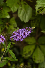 Buddleja davidii.
Flowers of various colors such as purple, pink, and white bloom, and feature a long flower stalk.