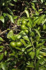 Green tangerines in season from August to mid-September.