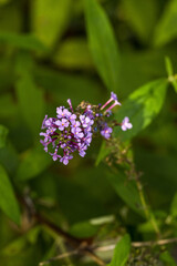Buddleja davidii.
Flowers of various colors such as purple, pink, and white bloom, and feature a long flower stalk.