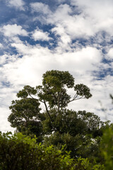 Clouds are floating in the autumn sky, and green-leaved trees stretch high into the sky.