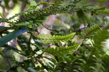 Dryopteris uniformis.
Bracken forms spore bags on the back of the leaves, forming spores to reproduce.
In Gotjawal, it grows in sunny rock crevices, slopes, or incisions.