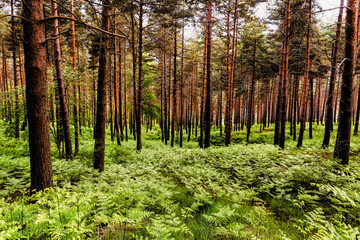 Obraz premium Pinares con helechos