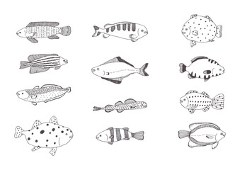 魚の手描きイラストセット