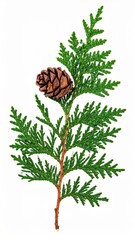 Green Coniferous Branch with Brown Cone Isolated on White Background Close Up