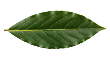 Obraz premium Isolated Green Bay Laurel Leaf Specimen, botanical herb, plant, tree ingredient on no background