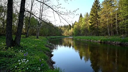 A tranquil river flows through a lush green forest, reflecting the trees and sky in its calm waters, with wildflowers blooming along the bank in the springtime